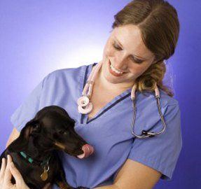 Beginner’s Guide To Vaccinating Puppies