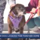 13 Year Old Dog Looks For A Forever Home In Wisconsin