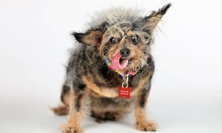 2019 Worlds Ugliest Dog Winner Scamp The Tramp