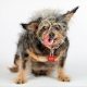 2019 Worlds Ugliest Dog Winner Scamp The Tramp