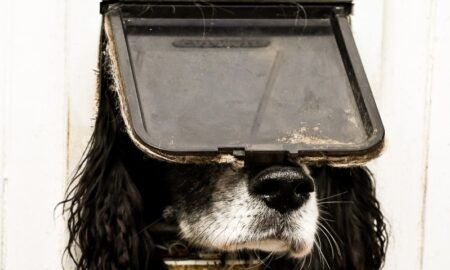 2024 Comedy Pet Photo Awards Overall Winner