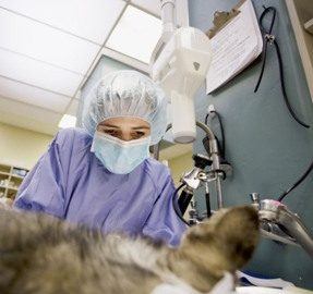 Cleft Palate In Dogs