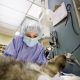 Cleft Palate In Dogs
