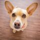 5 Common Dog Behaviors Explained