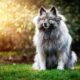 5 Cool Facts About The Rare Keeshond