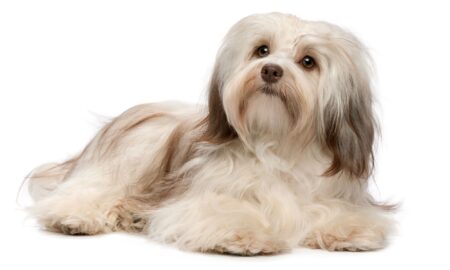 5 Interesting Facts About The Havanese Breed