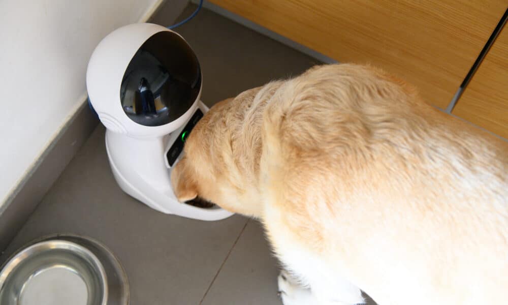 A Dog Eating From An Electronic Feeder. Dog Gadgets For Your Furry Friend