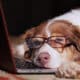 A Dog In Glasses Sleeps In Front Of Laptop