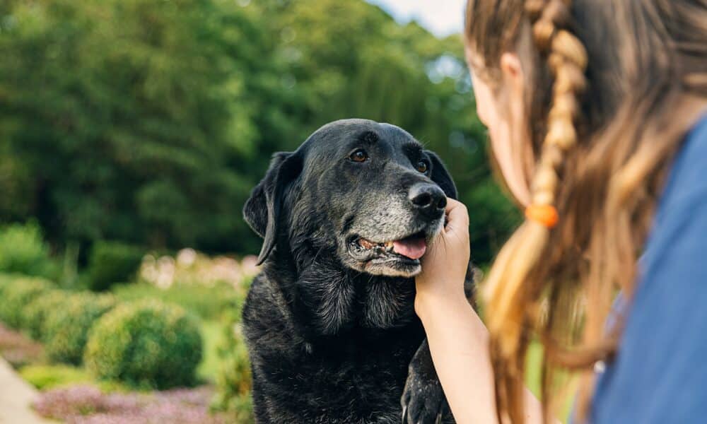 A Girl With Her Senior Black Labrador