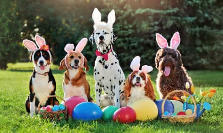 A Group Of Dogs With Bunny Ears Headbands At An Easter Party