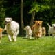 A Group Of Playful Pedigreed Golden Retriever Dogs Are Running Towards The Camera In A Green Park.
