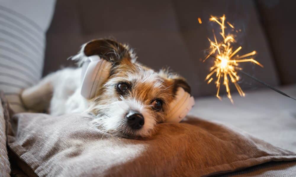 A Small Terrier Dog Lies On A Sofa With Headphones And A Sparkler Infront Of It