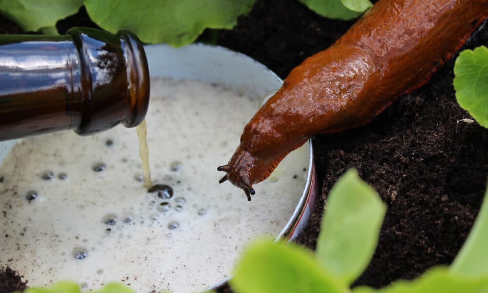 Beer Trap As A Snail Bait Alternative