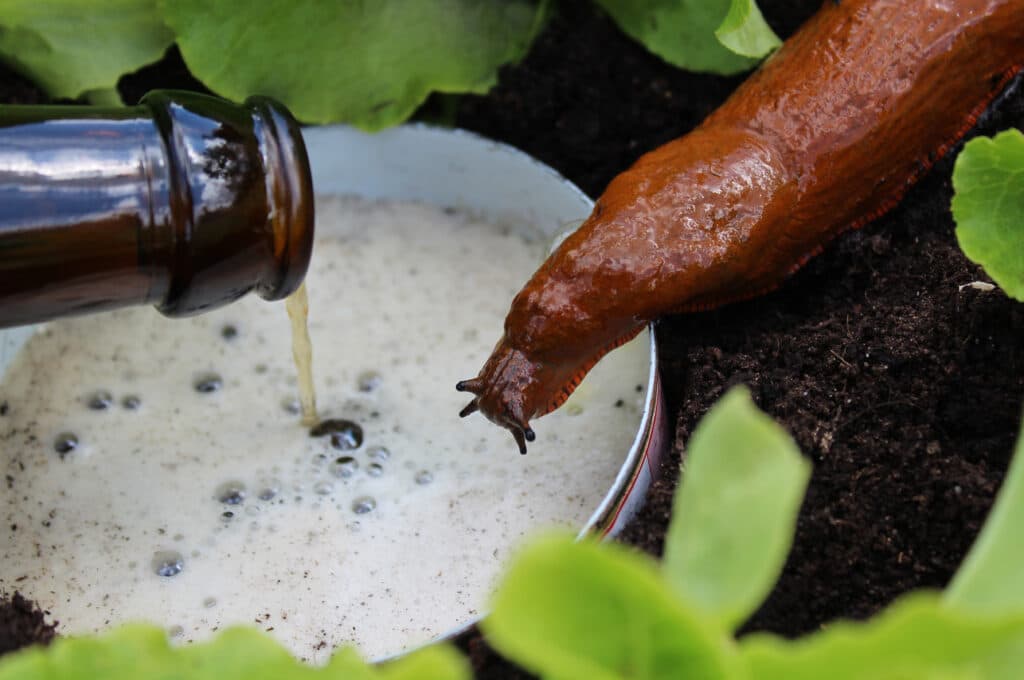 Beer Trap As A Snail Bait Alternative