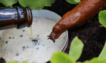 Beer Trap As A Snail Bait Alternative
