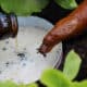 Beer Trap As A Snail Bait Alternative
