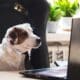 A White Dog In A Tie At His Desk Looks At His Laptop.