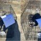 Abandoned Dog With A Free Dog Free Kennel Note