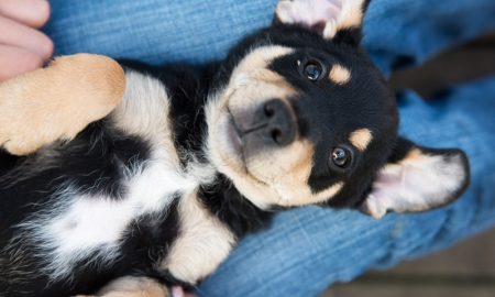 Adoptpuppy3 Min