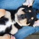Adoptpuppy3 Min