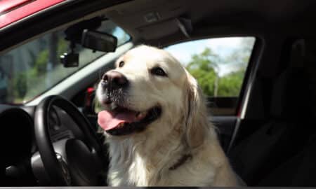 Adorable Golden Retriever Dog On Driver Seat Of A Car