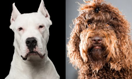 Akc New2019