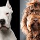 Akc New2019