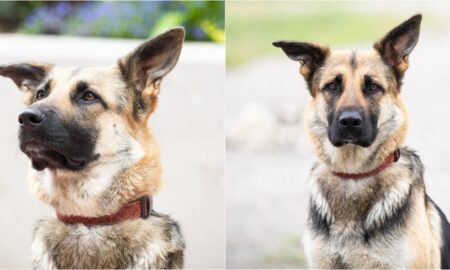 Amber The German Shepherd Adopted By The Man Who Reported Her Abuse