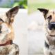 Amber The German Shepherd Adopted By The Man Who Reported Her Abuse