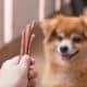 An Image Of Adorable Brown Dog Is Waiting For Eat Chew Snacks Stick From Owner Hand