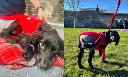Ariel The Cocker Spaniel After Her Surgery