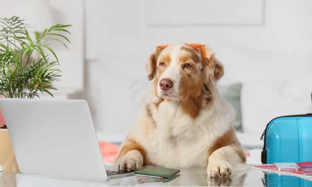 Australian Shepherd Dog With Laptop On Table In Bedroom