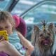 Baby Girl With A Phone And Small Dog Inside The Car