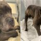 Barney The Cane Corso
