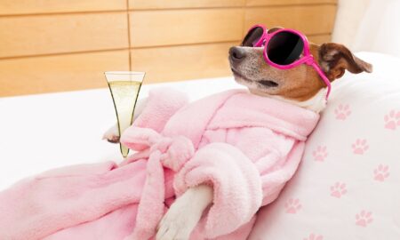 Basic Grooming Tips For New Dog Owners