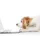 Beagle Dog In Front Of Laptop