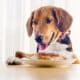 Beagle Dog Looking To Roasted Chicken Leg On White Plate