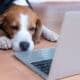 Beagle Dog Works In The Office At The Computer