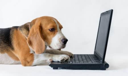 Beagle In Front Of A Laptop On A White Background