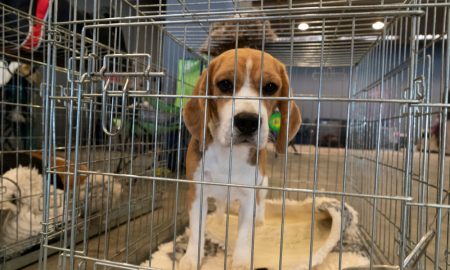 Beagleresearch