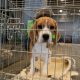 Beagleresearch