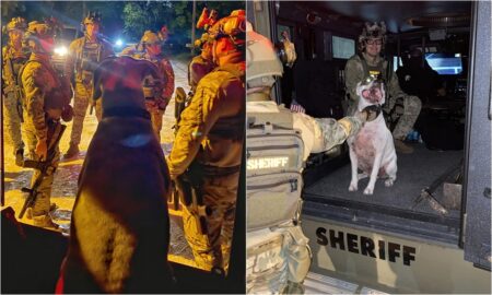 Bear With Swat Officers Inside Armored Vehicle