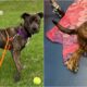 Bella The Five-Legged Puppy
