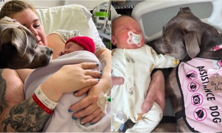 Belle The Assistance Dog With Her Owner And Little Brother