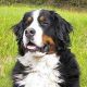 Bernesemountainwb
