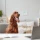Big Dog Using Laptop At Desk In Home Interior