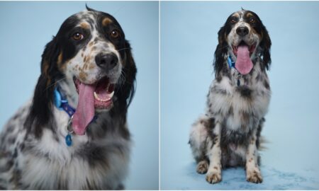 Bisbee Record Holder For Longest Tongue On A Living Dog