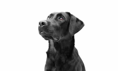 Black Dog Syndrome