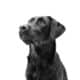Black Dog Syndrome