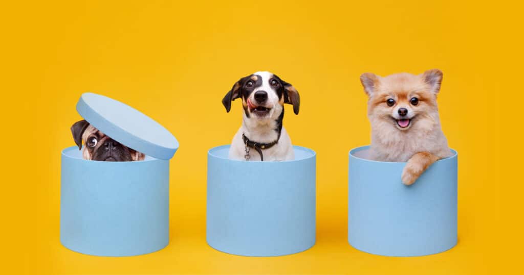 Black Friday Dog Deals 2023